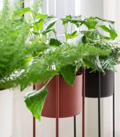 ENT Plantenstaander Medium Rood 7 ENT Plantenstaander Medium Rood -Huishoudelijke Producten Winkel 3d9a98ecc42344e8b8b6d079f5e2e1f1